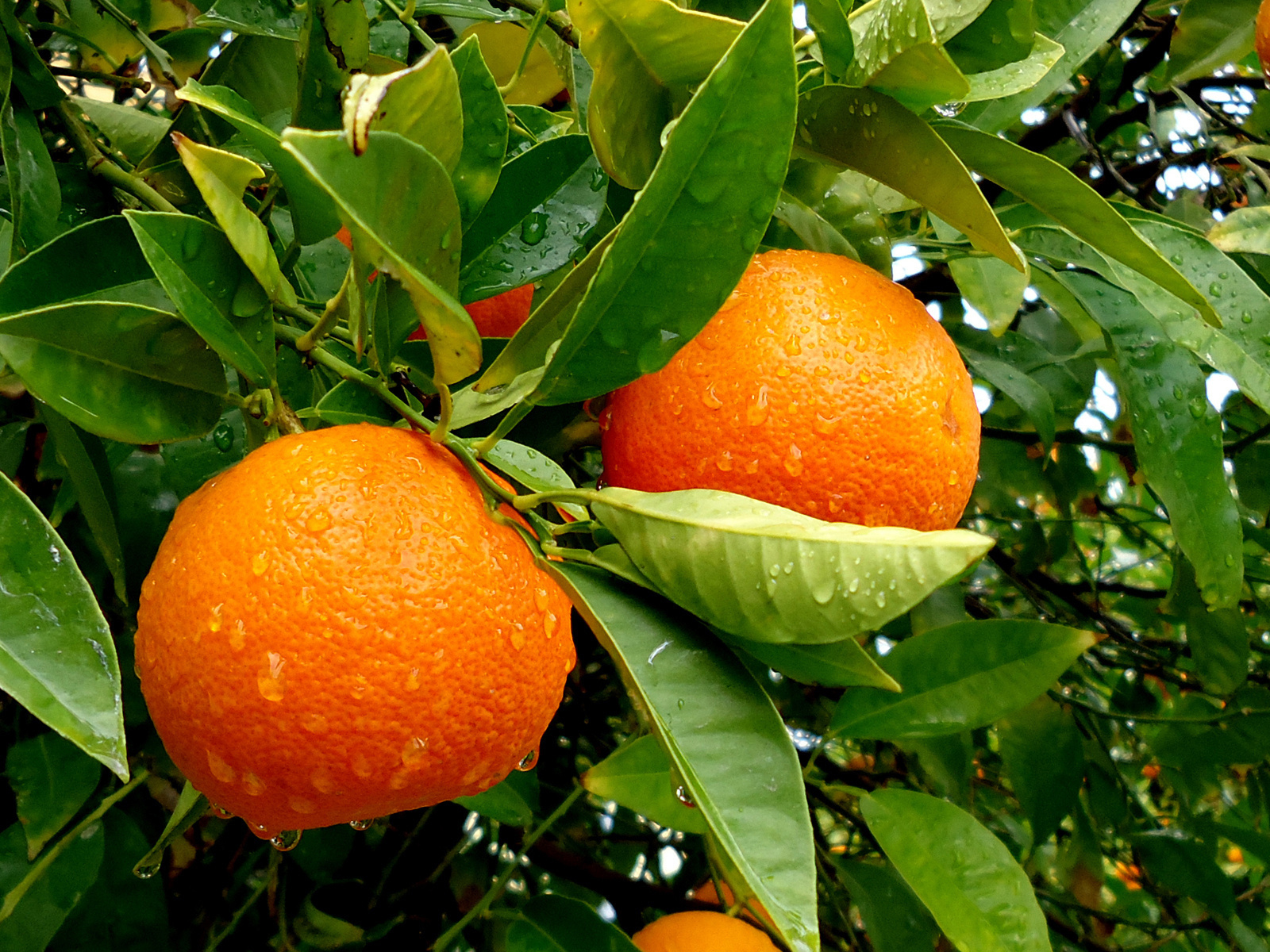 DIOR PRESENTS: NEROLI FROM VALLAURIS IN J’ADORE EAU DE TOILETTE