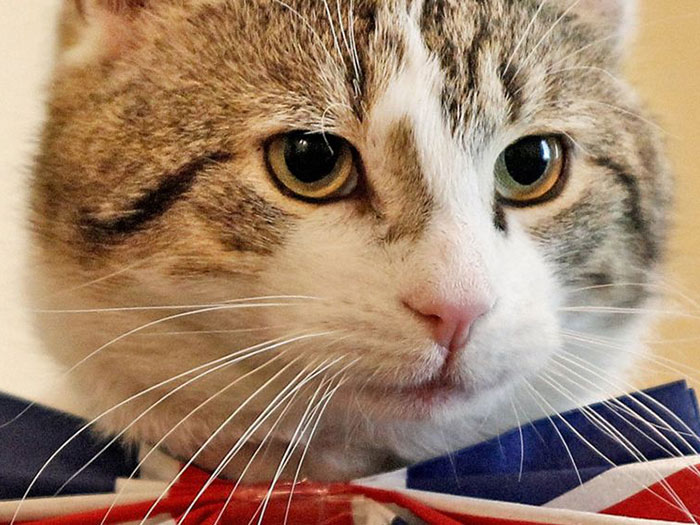 British Prime Minister Resigns, Larry the cat stays